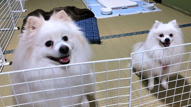 大事なペットと一緒に避難するには？ 防災ワークショップ＠東京・世田谷 ～動物の命と飼育環境を守るためにできること